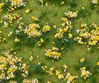 180467 PREMIUM Landskapssegment blomsteräng färgglad