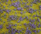 180461 PREMIUM Landskapssegment blomsteräng violett